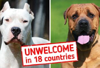 ۸ نژاد سگ که در کشورهای مختلف دنیا ممنوع هستند
