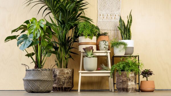 با این گیاهان هوای خانه خود را تصفیه کنید!